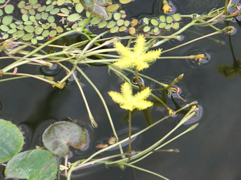 Nymphoides crenata