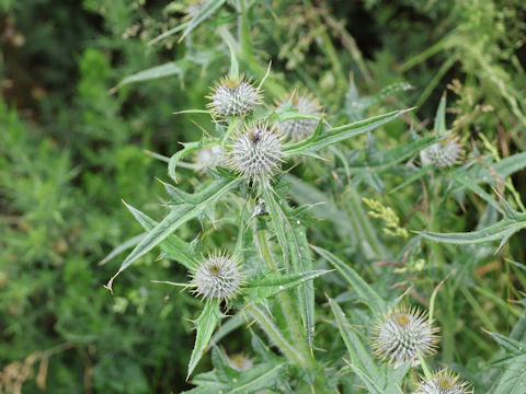 Cirsium vulgare