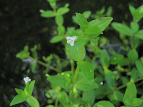 Lindernia dubia var. major