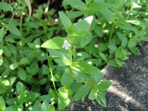 Lindernia dubia var. major