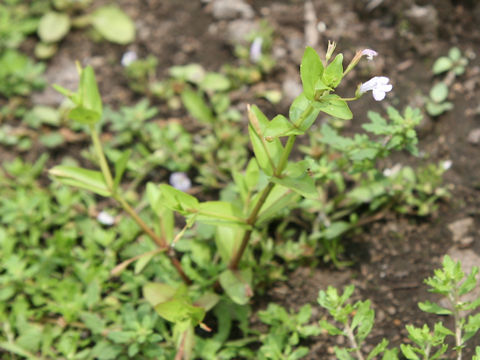 Lindernia dubia var. major