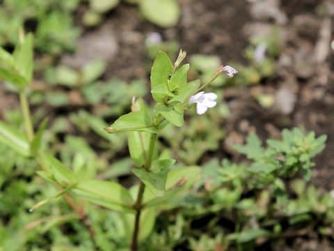 Lindernia dubia var. major