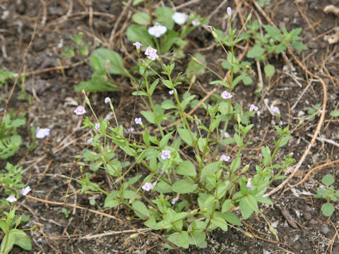 Lindernia dubia var. major