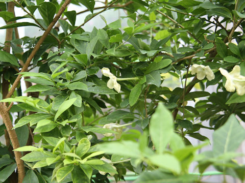 Brunfelsia americana