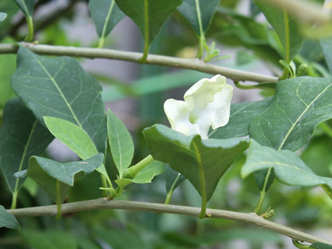 Brunfelsia americana