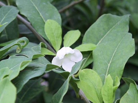 Brunfelsia americana