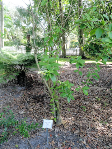 Brunfelsia americana