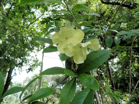 Brunfelsia americana