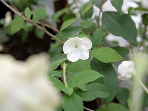 Brunfelsia americana