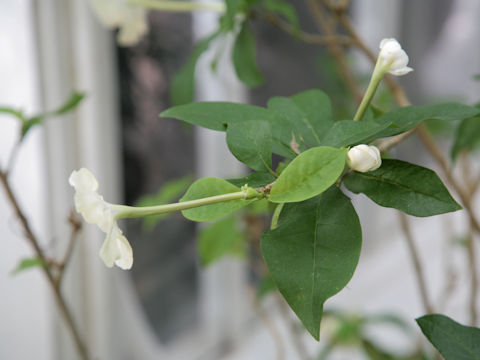 Brunfelsia americana