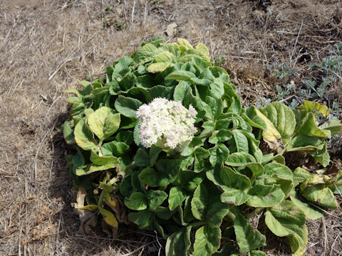 Glehnia littoralis ssp. leiocarpa