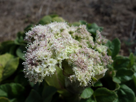 Glehnia littoralis ssp. leiocarpa