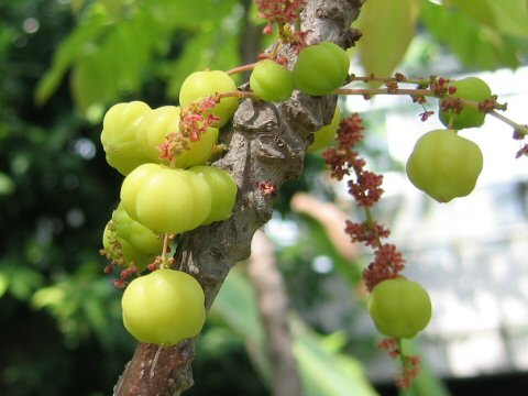 Phyllanthus acidus