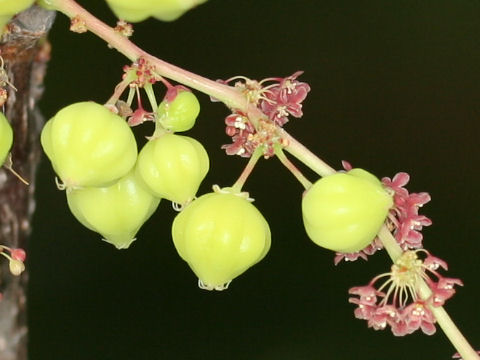 Phyllanthus acidus