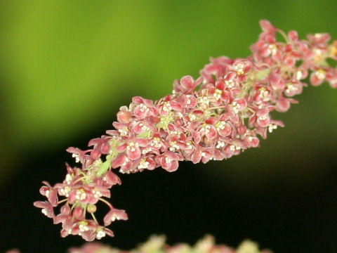 Phyllanthus acidus