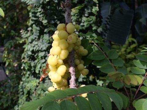 Phyllanthus acidus