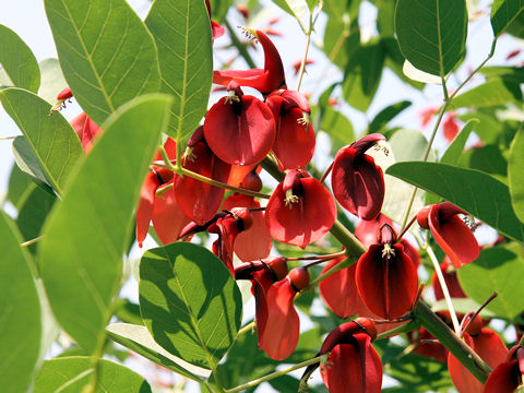 Erythrina crista-galli