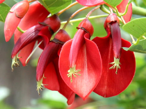 Erythrina crista-galli