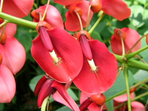 Erythrina crista-galli