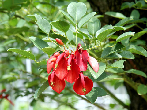 Erythrina crista-galli