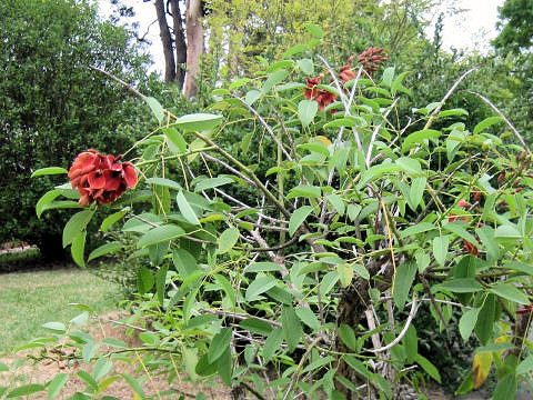 Erythrina crista-galli