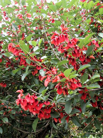 Erythrina crista-galli