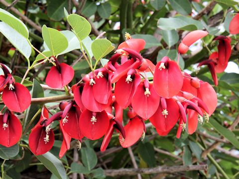 Erythrina crista-galli