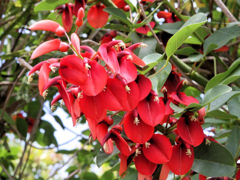 Erythrina crista-galli