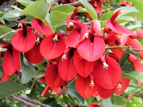 Erythrina crista-galli