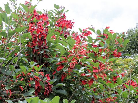 Erythrina crista-galli