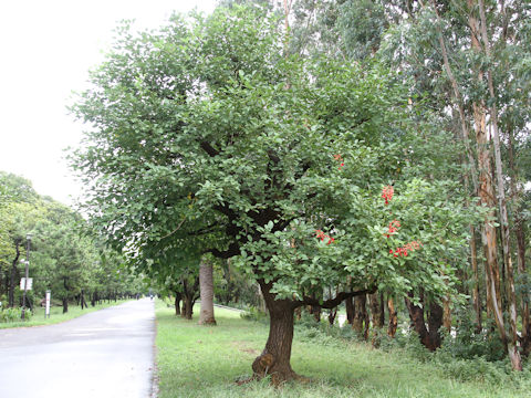 Erythrina crista-galli