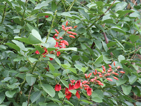 Erythrina crista-galli