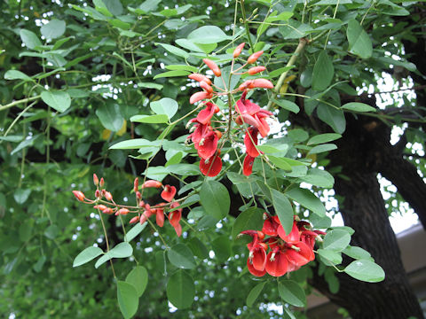 Erythrina crista-galli