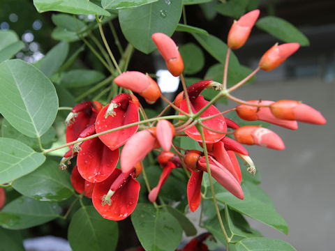 Erythrina crista-galli