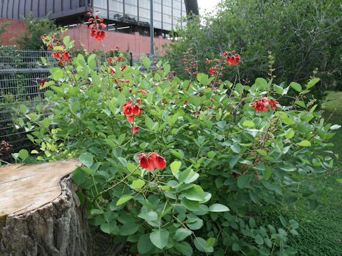 Erythrina crista-galli