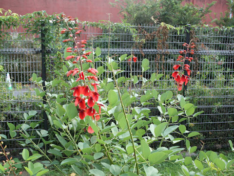 Erythrina crista-galli