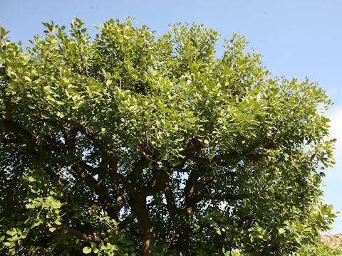 Erythrina crista-galli