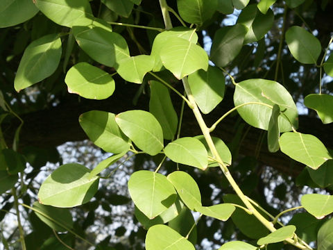 Erythrina crista-galli