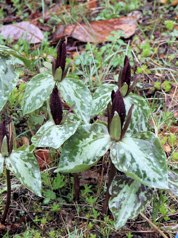 Trillium cuneatum