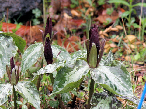 Trillium cuneatum