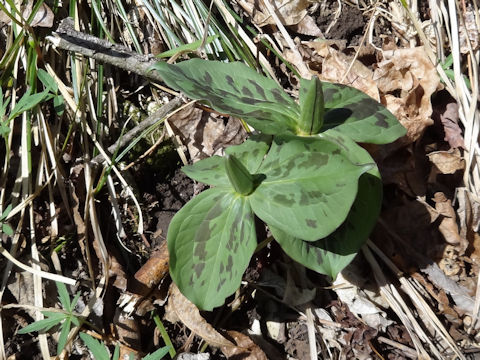 Trillium cuneatum