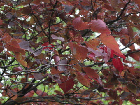 Cercis canadensis cv. Forest Pansy