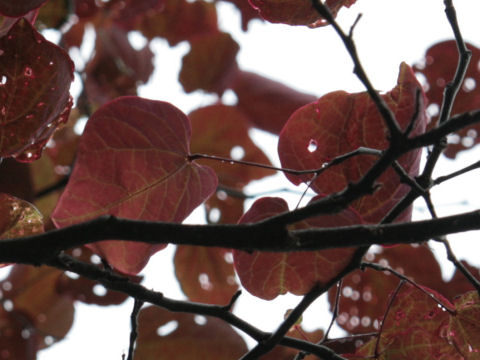 Cercis canadensis cv. Forest Pansy