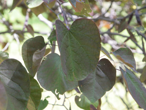 Cercis canadensis cv. Forest Pansy