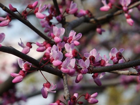 Cercis canadensis cv. Forest Pansy