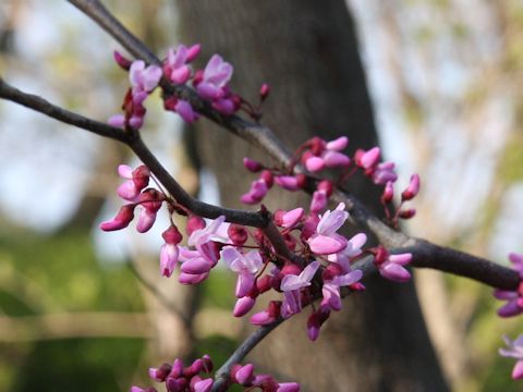 Cercis canadensis cv. Forest Pansy