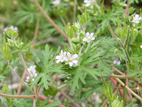 Geranium carolinianum