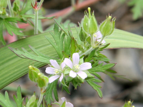 Geranium carolinianum