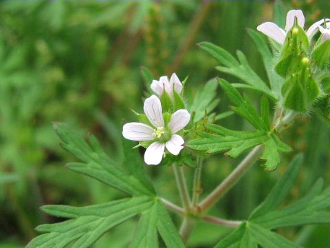 Geranium carolinianum