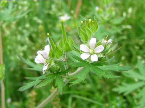 Geranium carolinianum